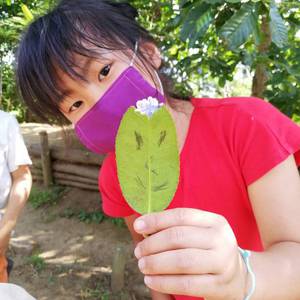 植物アート♪タラヨウの葉