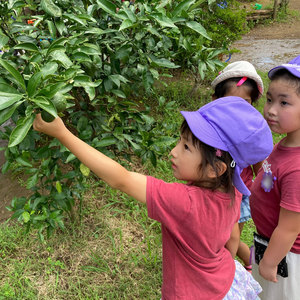 収穫が待ち遠しい！夏の園庭